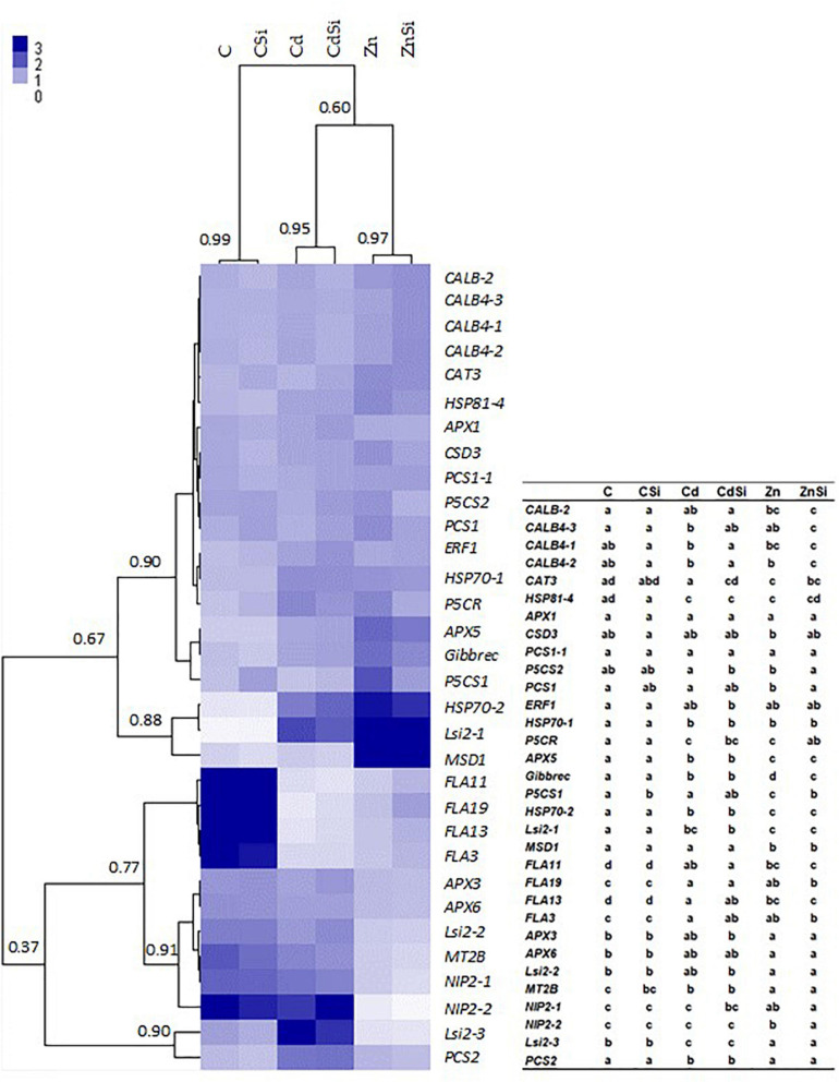 Heatmap hierarchical clustering showing the expression of genes assessed by RT-qPCR in the roots of hemp plants. Plants were exposed for 1 week to Cd (20 μM) or Zn (100 μM) in the presence or absence of Si (2 mM) (C: control plants not exposed to HM). The values represent NRQs. For each group, the Pearson’s coefficient is provided. The table represents statistical analyses of the heatmap hierarchical clustering. The different letters indicate that the values are significantly different from each other (p < 0.05; Tukey’s HSD all-pairwise comparisons).