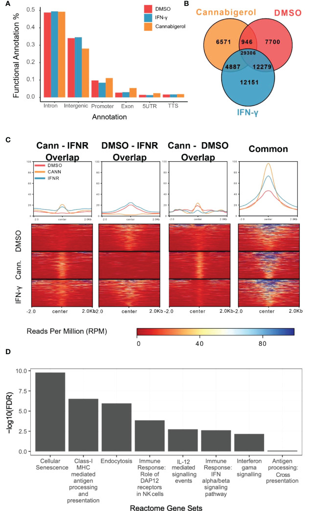 Functional annotation of H3K27ac marks induced by cannabinoids in an antigen processing deficient metastatic carcinoma. (A) Gene regions modified by H3K27ac. Regions were plotted. (B) H3K27ac peaks locations were compared. (C) H3K27 acetylation levels of common regions were higher than all other combinations of interactions. At common regions, cannabigerol induction demonstrates increased global acetylation similar to IFN-γ. (D) Pathway analysis of closest genes with respect to overlap of Gained/Cannabigerol gene sets < 0.01 FDR were filtered out. Functional Annotation of H3k27ac regions showed that cannabigerol and IFN-γ acetylation profile enriched on intergenic/intronic parts of the genome. DMSO and IFN-γ samples then annotated as DMSO only (Lost, n= 8588), DMSO-IFN-γ common (Common, n=39311) and IFN-γ only (Gained, n= 15886). DMSO and cannabigerol samples then annotated as DMSO only (n= 15972), DMSO-cannabigerol common (n=31927) and cannabigerol only (Gained, n= 16746).