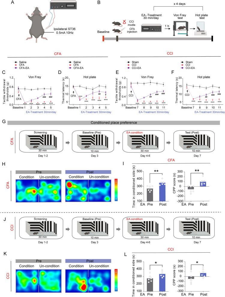 EA produces analgesia and negative emotion-relieving effects in mice with inflammatory and neuropathic pain. A The schematic diagram of EA treatment of ipsilateral ST36 acupoints of the affected side in mice at an intensity of 0.5 mA/10 Hz; B Experimental design and timeline of the behavioral experiment. The panels A and B were generated with BioRender (https://biorender.com/). C Time course of changes in the tactile withdrawal thresholds based on von Frey tests in the CFA model. D Time course of changes in the thermal withdrawal latency based on hot plate test in CFA model. E Time course of changes in the tactile withdrawal thresholds based on von Frey tests in the CCI model. F Time course of changes in the thermal withdrawal latency based on hot plate test in CCI model. For C-F, *** p < 0.001 vs. Saline or Sham control group, # p < 0.05, ## p < 0.01 and ### p < 0.001 vs. CFA or CCI group, revealed by two-way ANOVA with Bonferroni’s post hoc test, n = 6 mice per group. G The schematic diagram of the experiment design for the conditioned place preference (CPP) test. H The representative tracking maps of CFA mice in the CPP before and after the EA condition. I The time spent in the EA condition chamber and CPP score of CFA-treated mice. J The schematic diagram of the experiment design for the conditioned place preference (CPP) test. K The representative tracking maps of CCI mice in the CPP before and after the EA condition. L The time spent in the EA condition chamber and CPP score of CCI-treated mice. For I and L, *p < 0.05, **p < 0.01 vs. pre-EA condition, revealed by two-tailed paired t-test, n = 6 mice per group. All data are shown as mean ± SEM