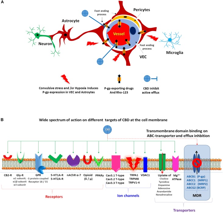 CBD proposed targets. (A) Schematic representation of the proposed CBD action on endothelial cells and astrocytes after convulsive stress and or hypoxia. (B) Representation of wide spectrum of CBD target on a membrane cell. Green solid arrows identified several described CBD target. Red dashed arrow highlights the proposed CBD action on ABC transporters.