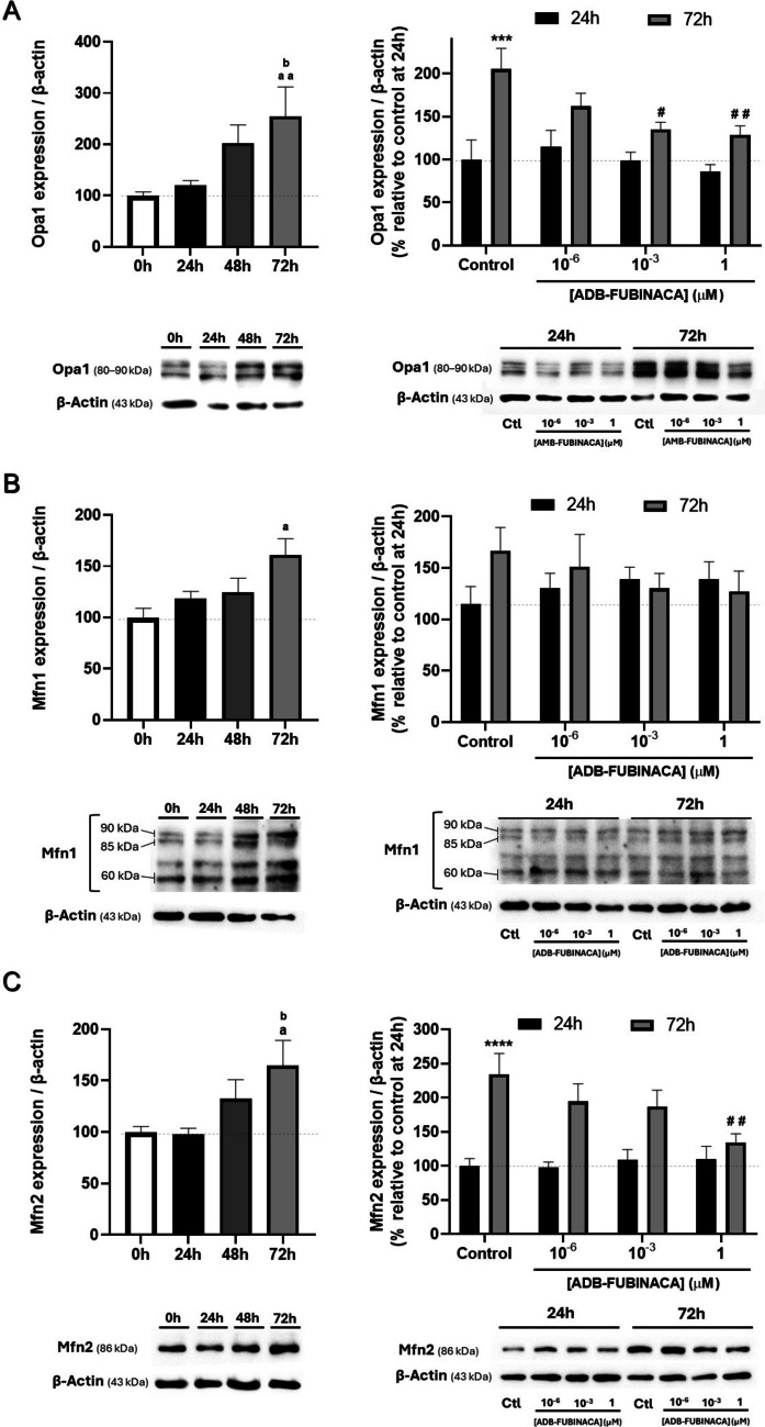Impact of ADB-FUBINACA on Mitochondrial Fusion during neurodifferentiation. Analysis of (A) Opa1 (80–90 kDa), (B) Mfn1 (60, 85, and 90 kDa), and (C) Mfn2 (86 kDa) levels during 72 h of NG108-15 cell differentiation and the impact of ADB-FUBINACA after 24 and 72 h, using Western blot. Protein bands were normalized by the amount of β-actin in the respective lane. Data are presented as mean ± SEM from at least six independent experiments. ap < 0.05, aap < 0.01, compared to vehicle-control at 0 h. bp < 0.05, compared to vehicle-control at 24 h, using one-way ANOVA followed by Tukey’s post-hoc test. ***p < 0.001, ****p < 0.0001 compared to vehicle-control at 24 h. #p < 0.05, ##p < 0.01, compared to vehicle-control at 72 h, using two-way ANOVA followed by Dunnett’s post-hoc test