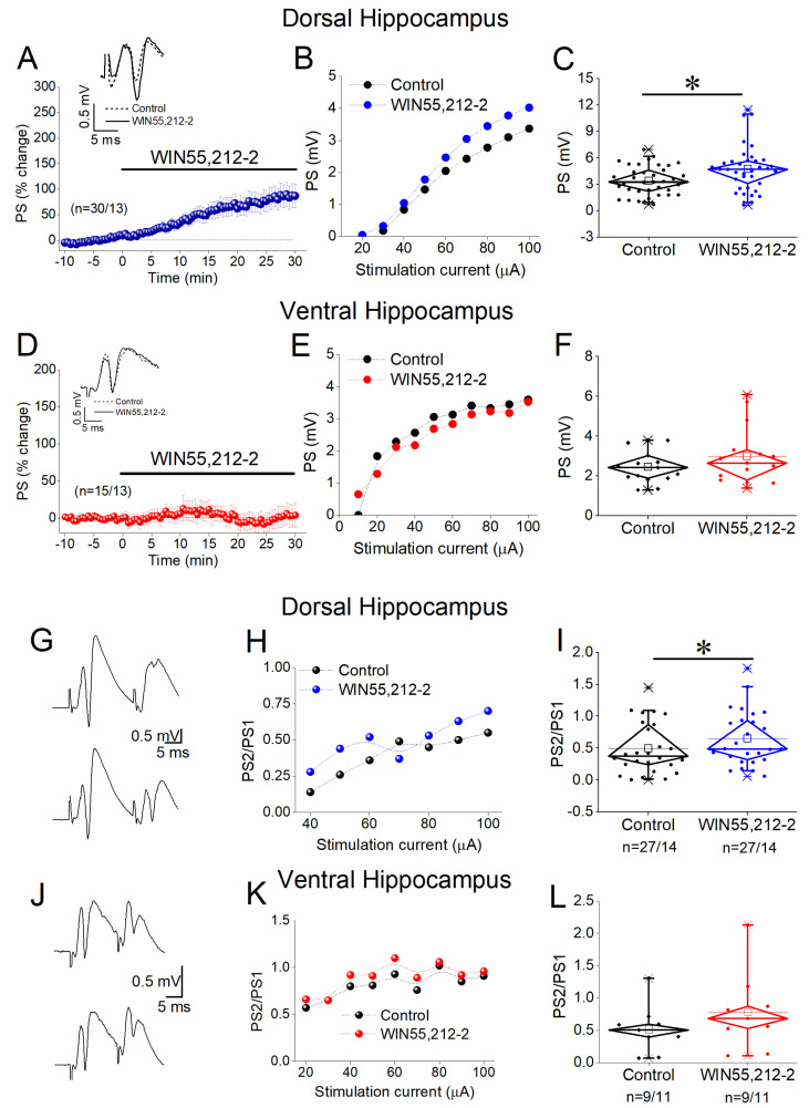 Effects of WIN55,212 on excitation and PPI in the dorsal and ventral hippocampus. (A) Time course of PSs in the dorsal hippocampus showing the enhancing effect of 5 μM WIN55,212. (B) Example of PS/I curve in the dorsal hippocampus before and after WIN55,212 application. (C) Box plot of the average PSs showing the significant drug-induced increase in PSs in the dorsal hippocampus. (D) Time course of PSs in the ventral hippocampus. (E) Example of PS/I curves in the ventral hippocampus before and after ACEA application. (F) Box plot of the average PSs showing the absence of a drug effect on network excitation in the ventral hippocampus. (G) Example traces of PSs evoked by paired-pulse stimulation in a dorsal hippocampal slice illustrating that the application of WIN55,212 enhances the PS/PS1 ratio. (H) Graph of the PS2/PS1 ratio plotted against stimulation current intensity in the dorsal hippocampus. (I) Box plot of the average PS2/PS1 ratio in the dorsal hippocampus showing the significant drug-induced decrease in PPI indicated by the increase in the PS2/PS1 ratio. (J) Example traces of PSs evoked by paired-pulse stimulation in a ventral hippocampal slice. (K) Graph of the PS2/PS1 ratio as a function of stimulation current intensity in the ventral hippocampus. (L) Box plot of the average PS2/PS1 ratio in the ventral hippocampus showing that WIN55,212 does not significantly affect PPI in the ventral hippocampus. Asterisks denote statistically significant drug effect at p < 0.05 (paired t-test).