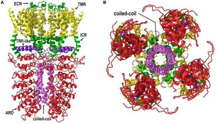 (A) The lipid view of TRPA1 adapted from PDB: 3J9P. ARD shown in red, transmembrane region (TMR) shown in yellow, TRP-like domain shown in purple, ICRs- and ECRs shown in green and coiled-coil shown in pink. Sections have been omitted for clarity. (B) The intracellular view of TRPA1 adapted from PDB: 3J9P. Coiled-coil shown in pink. Sections have been omitted for clarity.