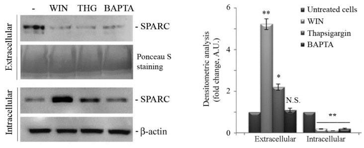 Effects of secretory pathway inhibitors on SPARC levels. Western blotting analysis of extracellular or intracellular level of SPARC after treatment with 5 µM WIN, 1 µM thapsigargin (THG) or 5 µM BAPTA-AM (BAPTA). Ponceau red staining or β-actin blot were reported as loading control for extracellular or intracellular protein levels, respectively. Representative blots of three independent experiments and densitometry analysis histograms are depicted. (*) p < 0.05, (**) p < 0.01 compared to the untreated sample. N.S. not significant.