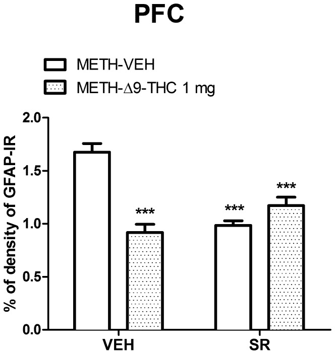 Effects of SR on GFAP-IR in the PFC.Two-way ANOVA for GFAP-IR revealed a significant interaction between Δ9-THC and SR in the CPu (F(1,33) = 45.91, p<0001). METH-Δ9-THC significantly reduced METH-induced GFAP-IR. Moreover, GFAP-IR was lower in METH-SR-VEH and METH-SR-THC groups as compared to METH-VEH treated rats. ***p<0.001 vs METH-VEH (VEH pretreated).
