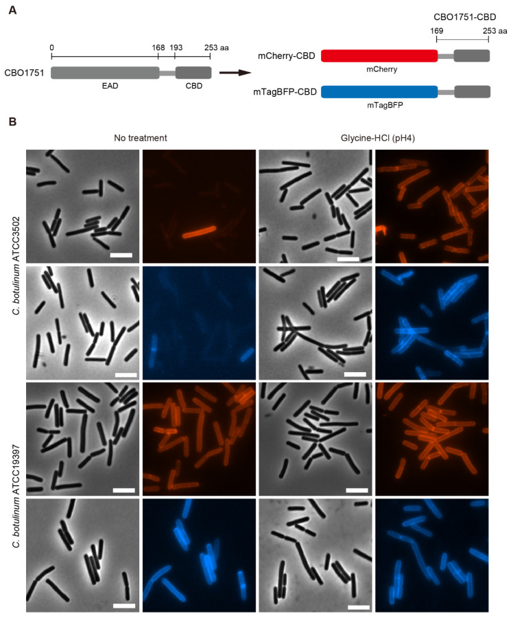 Binding of the CBO1751 cell wall binding domain (CBD) to Clostridium botulinum Group I cells. (A) Schematic representation of CBO1751 consisting of an enzymatically active domain (EAD) on the N-terminal side and a CBD on the C-terminal side, and the mCherry-CBD and mTagBFP-CBD fusion proteins. (B) Representative fluorescence images of C. botulinum ATCC3502 and ATCC19397 vegetative cells after incubation with mCherry-CBD and mTagBFP-CBD, treated or not treated with 0.2 M glycine-HCl (pH 4) for 1 min. Bars, 5 µm.