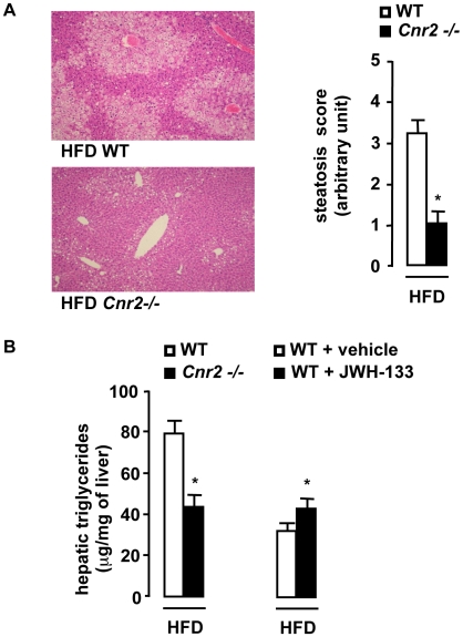 CB2 receptors promote the development of hepatic steatosis.A, Cnr2 knock-out blunts steatosis. Representative liver tissue sections (magnification ×100), mean steatosis score and hepatic triglycerides in WT and Cnr2 −/− mice fed a HFD for 15 weeks. B, Hepatic triglycerides in HFD-fed WT or Cnr2−/− mice for 15 weeks and in vehicle or JWH-133-treated (3 mg/kg) HFD-fed WT mice for 6 weeks. *p<0.05 for JWH-133 vs vehicle or for HFD-fed Cnr2 −/− vs HFD-fed WT mice.
