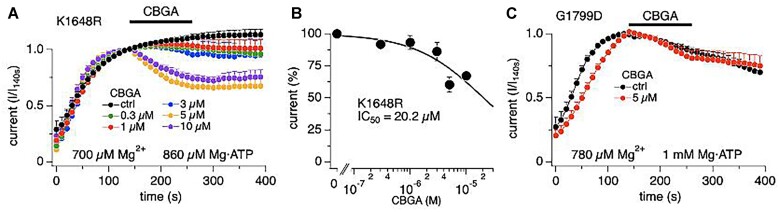 The inhibitory effect of cannabigerolic acid (CBGA) on TRPM7 requires a functional TRPM7 kinase domain. The same experimental protocol as in Figure 2B but recorded in HEK293 cells stable transfected with the phosphotransferase activity-deficient point mutations K1648R and G1799D. The levels of free Mg2+ and Mg·ATP are indicated in the graphs. (A) The data points were normalized to the time point before cannabinoid application (140 s). Concentrations of 0.3 µm (n = 13), 1 µm (n = 12), 3 µm (n = 7), 5 µm (n = 7), and 10 µm (n = 7) were applied from 140 to 260 s (bar). Standard Ringer without cannabinoid contained acetonitrile as vehicle and was used as control (n = 7). (B) The concentration-response curve of CBGA on K1648R TRPM7 currents (IC50 = 20.2 ± 12.9 µm). Data points for the curve were obtained from the normalized currents in panel (A) at 260s. (C) The same experimental protocol as in Figure panel (A) but recorded in HEK293 cells stable transfected with the phosphotransferase activity-deficient point mutation G1799D. The data points were normalized to the time point before cannabinoid application (140 s). CBGA was applied at 5 µm (n = 7) and standard Ringer without cannabinoid contained acetonitrile as vehicle and was used as control (n = 5).