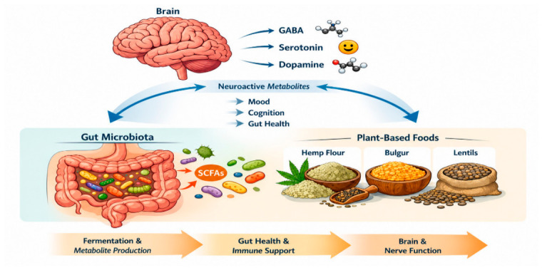 Conceptual framework illustrating fermentation-associated metabolite profiles generated from plant-based substrates under in vitro conditions. The diagram integrates substrate composition, simplified bacterial fermentation, and the formation of short-chain fatty acids and neuroactive compounds with potential relevance to gut–brain axis-associated pathways.