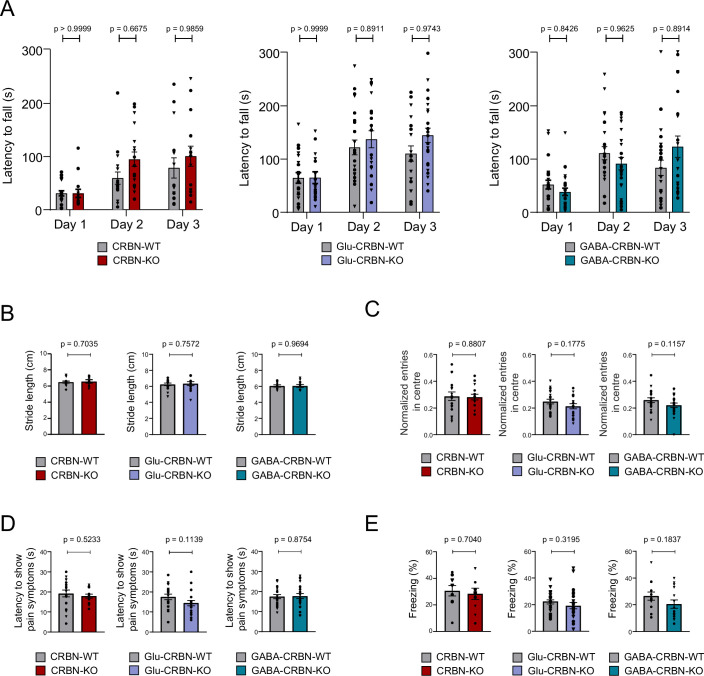 Additional behavioural phenotyping of the CRBN knockout mouse lines.(A) Motor learning in the rotarod test (mean time to fall from the apparatus on day 1, 2 or 3; in s). CRBN-WT (n = 18), CRBN-KO (n = 15), Glu-CRBN-WT (n = 20), Glu-CRBN-KO (n = 24), GABA-CRBN-WT (n = 24), GABA-CRBN-KO (n = 24) mice (mean ± SEM). Circles, male mice; triangles, female mice. p values were obtained by two-way ANOVA with Sidak’s post hoc test. (B) Stride length (in cm) in the footprint test. CRBN-WT (n = 13), CRBN-KO (n = 8), Glu-CRBN-WT (n = 17), Glu-CRBN-KO (n = 13), GABA-CRBN-WT (n = 9), GABA-CRBN-KO (n = 11) mice (mean ± SEM). Circles, male mice; triangles, female mice. p values were obtained by unpaired two-tailed Student’s t test. (C) Entries in the central part of an open field arena (normalized to total ambulation). CRBN-WT (n = 18), CRBN-KO (n = 15), Glu-CRBN-WT (n = 20), Glu-CRBN-KO (n = 19), GABA-CRBN-WT (n = 19), GABA-CRBN-KO (n = 24) mice (mean ± SEM). Circles, male mice; triangles, female mice. p values were obtained by unpaired two-tailed Student’s t test. (D) Time to show pain symptoms (in s) in the hot plate test. CRBN-WT (n = 18), CRBN-KO (n = 15), Glu-CRBN-WT (n = 20), Glu-CRBN-KO (n = 19), GABA-CRBN-WT (n = 21), GABA-CRBN-KO (n = 24) mice (mean ± SEM). Circles, male mice; triangles, female mice. p values were obtained by unpaired two-tailed Student’s t test. (E) Time (in %) spent freezing in the conditioning session of the fear conditioning protocol. CRBN-WT (n = 10), CRBN-KO (n = 10), Glu-CRBN-WT (n = 24), Glu-CRBN-KO (n = 24), GABA-CRBN-WT (n = 13), GABA-CRBN-KO (n = 14) mice (mean ± SEM). Circles, male mice; triangles, female mice. p values were obtained by unpaired two-tailed Student’s t test. Source data are available online for this figure.