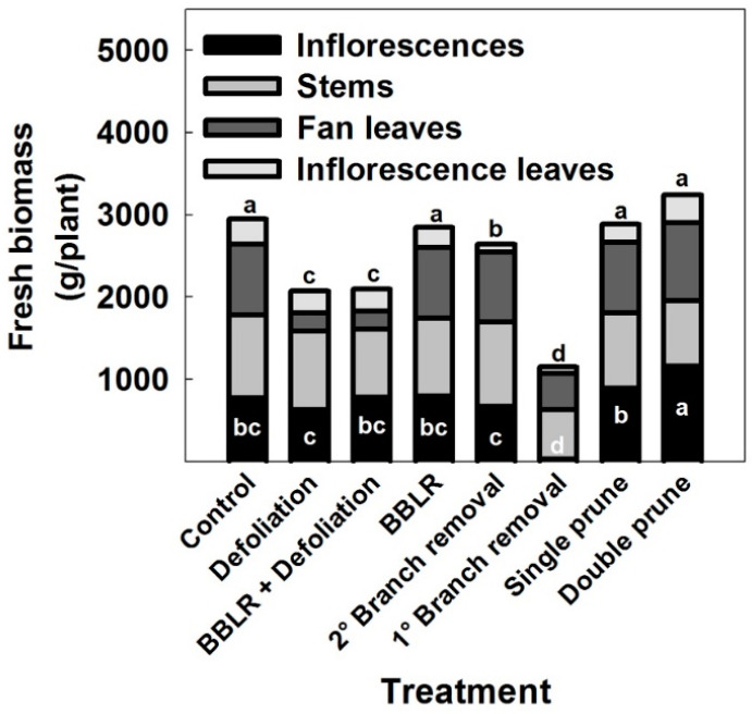 Biomass of inflorescences, stems, fan leaves, and inflorescence leaves in “drug-type” medical cannabis, as is affected by plant architecture manipulations. Lowercase letters inside and above the bars represent significant differences in inflorescences biomass and in total shoot biomass, respectively, between treatments by Tukey HSD test at α = 0.05. Presented data are averages (n = 6).
