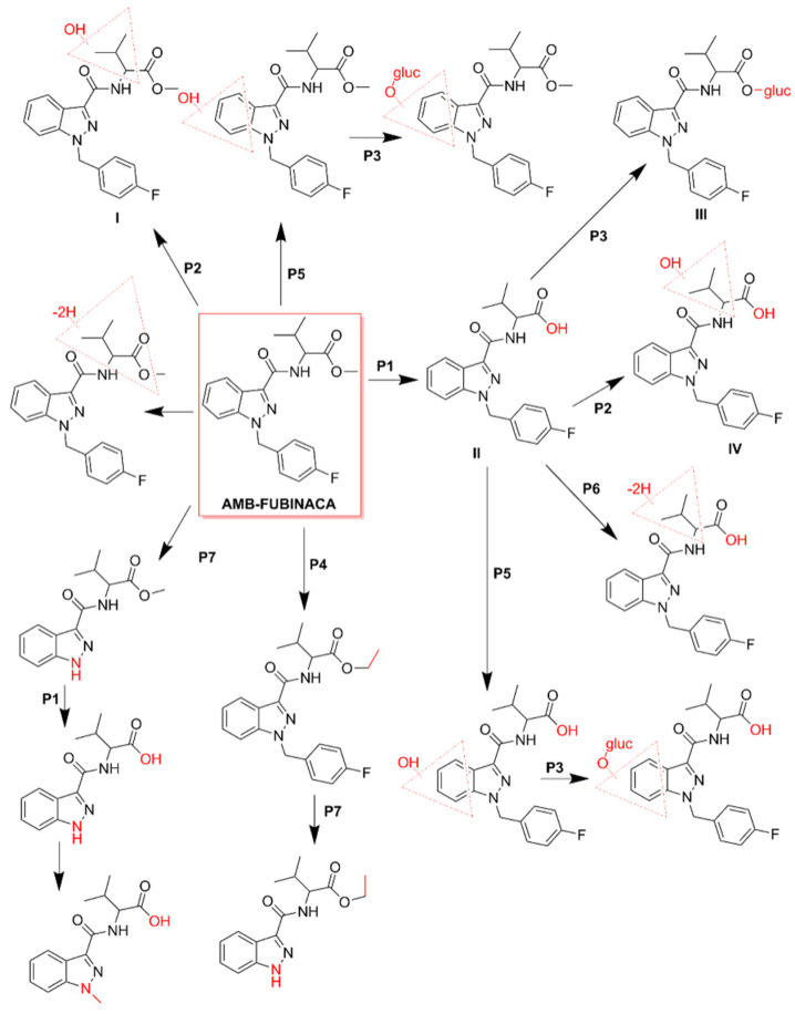 Metabolic pathways of AMB-FUBINACA [45]. The main biotransformation pathways include ester hydrolysis (P1), hydroxylation (P2), and glucuronide conjugation (P3). Methylation (P4), hydroxylation of the indazole ring (P5), dehydrogenation (P6), and N-dealkylation (P7) are also displayed. Dashed red triangles represent the location at which the reaction supposedly occurs.