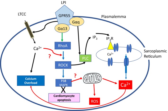 Proposed signaling pathway for LPI in cardiomyocytes that contributes to exacerbation of I/R injury. LPI is known to increase intracellular calcium in cardiomyocytes via direct entry through LTCC's and through PLC/IP 3‐mediated release from the sarcoplasmic reticulum (black arrows). Here we have shown that LPI results in both ROCK and p38 MAPK activation (blue arrows); while p38 MAPK activation has been linked to a pro‐apoptotic effect during ischemia (pink), lack of evidence of activation of pro‐apoptotic pathways suggests this is not the cause of LPI‐induced cardiomyocyte cell injury. The proposed pathways (red arrows) are p38 MAPK‐induced mitochondrial release of Ca2+ and ROS production