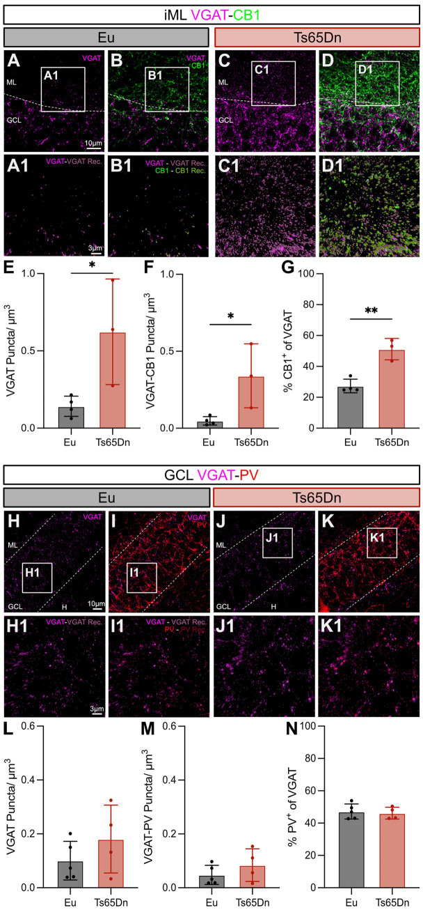 Fluorescence microscopy images and bar graphs compare VGAT-CB1 and VGAT-PV expression in Eu and Ts65Dn mouse models. Panels A to D show iML regions with VGAT and CB1 staining. Panels H to K show GCL regions with VGAT and PV staining. Insets (A1, B1, C1, D1, H1, I1, J1, K1) provide detailed views. Graphs E to G display significant increases in VGAT-CB1 puncta and percentage of CB1 in Ts65Dn. Graphs L to N show differences in VGAT and PV expression, indicating less variation between models.