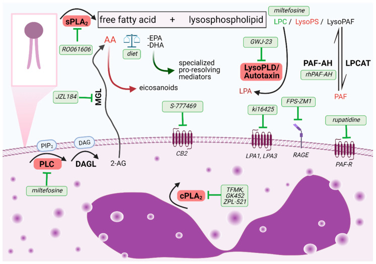 Overview of the phospholipid cleavage by phospholipases and major bioactive mediators produced during this process. Identified potential inhibitors of (i) enzyme activities or (ii) receptor antagonists targeting eosinophil over-activation are highlighted in green. Abbreviations: 2-AG, 2-arachidonoylglycerol; AA, arachidonic acid; CB2, cannabinoid receptor type 2, cPLA2, cytosolic phospholipase A2; DAG, diacylglycerol; DAGL, diacylglycerol lipase; DHA, docosahexaenoic acid; EPA, eicosapentaenoic acid; LPA, lysophosphatidic acid; LPA1,3, lysophosphatidic acid receptors type 1 and 3; LPC, lysophosphatidylcholine; LPCAT, lysophosphatidylcholine acyltransferase; LysoPAF, lyso platelet-activating factor; LysoPLD, lysophophospholipase D; LysoPS, lysophosphatidylserine; MGL, monoacylglycerol lipase; PAF, platelet-activating factor; PAF-AH, platelet-activating factor acetylhydrolase; PAF-R, platelet-activating factor receptor; PIP2, phosphatidylinositol 4,5-bisphosphate; PLC, phospholipase C; RAGE, receptor for advanced glycation end products; sPLA2, secreted phospholipase A2.