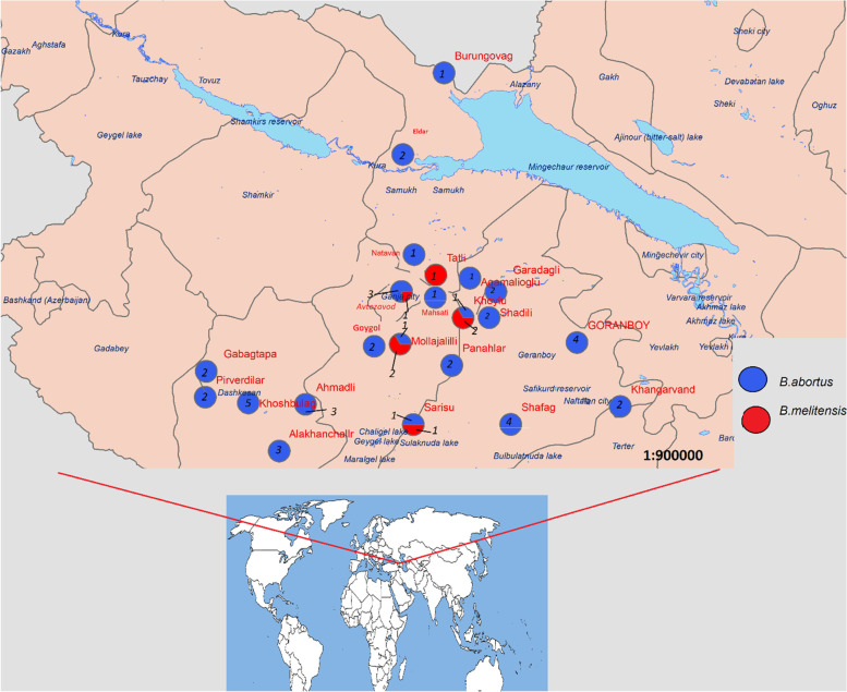 Location where B. abortus and B. melitensis were isolated. The number in the circle indicates the number of isolated strains from the same location Both B. melitensis and B.abortus were found in 5 villages (Mollajalilli, Sarisu, Avtozavod, Shadli, Khoylu). Only B. abortus was found in 17 villages (Goygol, Panahlar, Eldar, Brungovag, Mehseti, Natavan, Sadili, Khoshbulag, Qabaqtepe, Pirverdi, Alkhanchali Shafag, Agamalioglu, Khan Garvand, Garadagli) while B. melitensis only was found in one village (Tatli)). 3 Brucella spp. were isolated from Mollajalilli out of 3, 2 were B. melitensis, 1 was B.abortus, 2 Brucella spp. were isolated from Sarisu 1 was B.melitensis, 1 was B. abortus. 4 Brucella spp. were isolated from Avtozavod. 3 were B. abortus, 1 was B. melitensis, 5 Brucella spp. were isolated from Shadili. Out of 5, 1 was B. melitensis, 4 were B. abortus, 3 Brucella spp. were isolated from Khoylu.Out of 3, 2 were B. abortus, 1 was B. melitensis. The figure was created using ArcGIS 10.3 (https://desktop.arcgis.com/en/arcmap/10.3/get-started/installation-guide/installing-on-your-computer.htm)