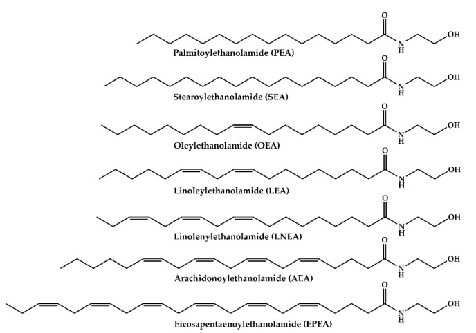 Chemical structures of endocannabinoids (ECs) and N-acylethanolamides (NAEs) analyzed in urine samples.