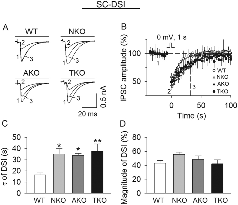 Effects of global and cell type-specific knockout of MAGL on DSI at putative SC-PC synapses.(A,B) Sample traces (A) and average time courses of IPSCs (B) in response to a brief depolarization in cerebellar slices prepared from MAGL-TKO, -NKO, and -AKO mice and their WT littermates (n = 10–12 cells from N = 3–4 mice per genotype). (C) τ of DSI was significantly increased in MAGL-TKO, -NKO and AKO mice compared to the WT control (*p < 0.05, **p < 0.01). (D) MAGL-TKO, -NKO and -AKO did not significantly alter the magnitude of DSI (p > 0.05).