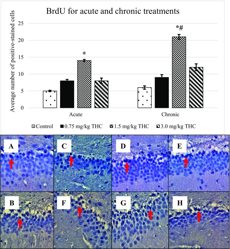 Expression of bromodeoxyuridine (BrdU). BrdU-positive cell appears blackish in colour, as presented in the arrow above. BrdU-positive cell appears in the GCL in the DG. Pictures of a and b show the positive cell of control, c–e are for acute treatment, while f–h are for chronic treatment