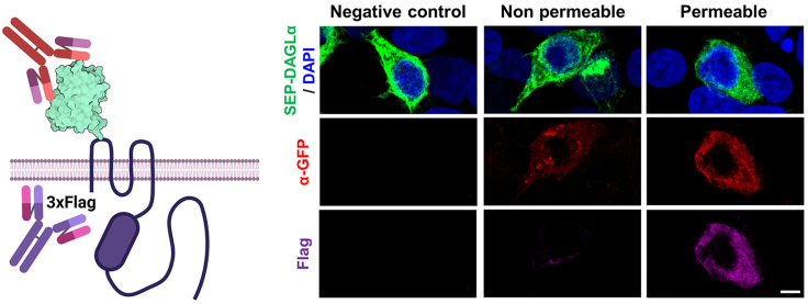 Confocal images for detecting surface-expressed SEP-DAGLα by immunocytochemistry in HEK293T cellsScale bar, 5 μm.