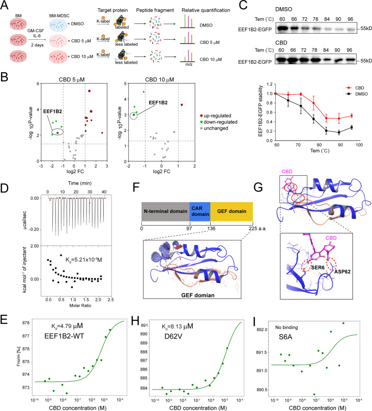 Identification of EEF1B2 as the target of CBD by TRAP. (A) The workflow of TRAP experiment. Bone marrow cells were cultured in the presence of GM-CSF and IL-6 for 2 days to let cells differentiation towards MDSCs and then two doses of CBD or DMSO were added into MDSCs and cultured for 1 hour. Then collected cell for protein extraction and digestion for MS analysis. (B) Volcano plot showing the different lysine labeled peptide protein between CBD group (5 µM, 10 µM) and DMSO control, FC, fold change (ratio of CBD to DMSO). (C) CBD promoted the resistance of EEF1B2 to different temperature gradients by CETSA in HEK293T cells. (D) ITC assay to confirm the interaction between EEF1B2 and CBD. (E) MST assay to confirm the interaction between EEF1B2 and CBD. (F–G) Docking prediction of the binding sites of the GEF domain (PDB ID: 1B64) of EEF1B2 to CBD. (H–I) The two predicted binding sites of EEF1B2 to CBD were mutant and then the MST assay indicated the disrupted binding between EEF1B2-D62V/S6A and CBD. CAR, the central acidic region; CBD, cannabidiol; DMSO, dimethyl sulfoxide; FC, fold change; GEF, guanine nucleotide exchange factor; GM-CSF, granulocyte-macrophage colony-stimulating factor; IL, interleukin; ITC, isothermal titration calorimetry; MDSC, myeloid-derived suppressor cell; MST, micro scale thermophoresis; TRAP, target responsive accessibility profiling.