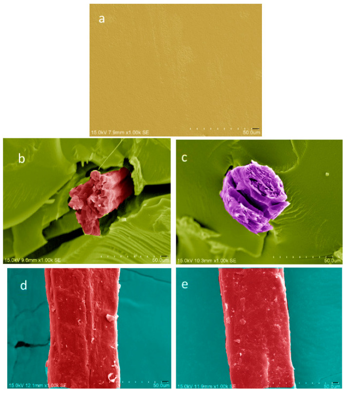 SEM micrographs of the PBAT composites: (a) neat PBAT, (b) PBAT/HF, (c) PBAT/Si-HF, (d) unmodified hemp fiber, (e) modified hemp fiber.
