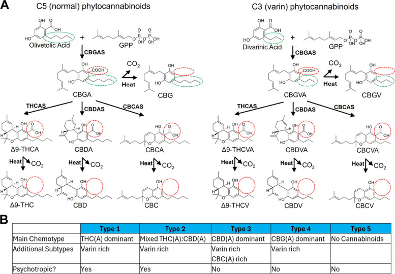 Cannabis cannabinoids and plant chemical phenotypes (chemotypes). A Biosynthesis and decarboxylation of normal (5-carbon alkyl tail) and varin (3-carbon alkyl tail) cannabinoids. Alkyl tail length (green circles) is maintained throughout synthesis and heat-mediated decarboxylation (red circles). B Main chemotypes of cannabis plants, additional cannabinoid subtypes, and associated psychotropic potential