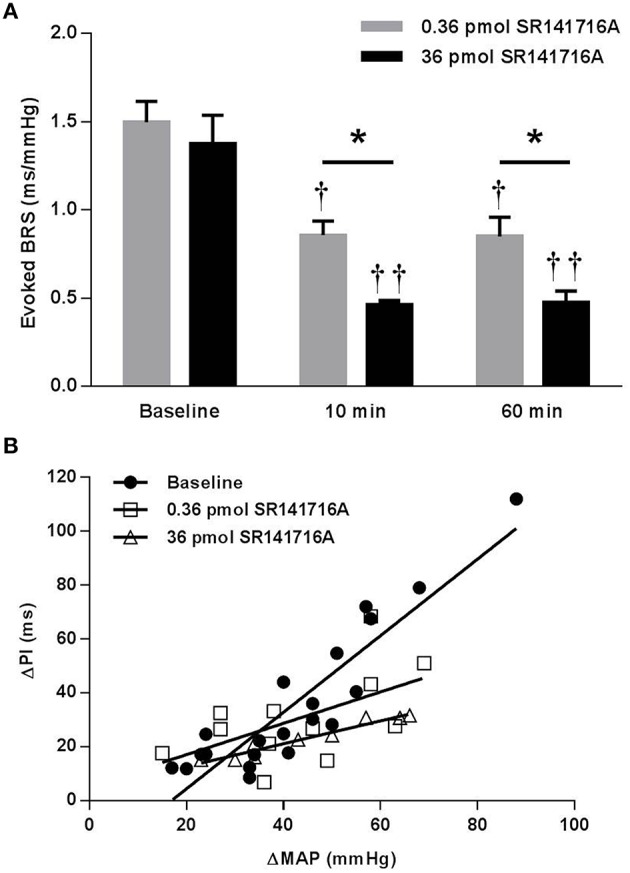 Effect of NTS microinjection of SR141716A on BRS for control of HR evoked by phenylephrine in ASrAOGEN rats. (A) In ASrAOGEN rats, NTS microinjection of 0.36- (n = 4) and 36-pmol (n = 3) of SR141716A significantly attenuated BRS after 10 and 60 min. (B) The 0.36- and 36- pmol doses of SR141716A produced equivalent, statistically significant reductions in the slope of the regression line in ASrAOGEN rats (1.42 ± 0.15 ms/mmHg baseline; 0.58 ± 0.27 ms/mmHg 10 min after 0.36 pmol of SR141716A; 0.42 ± 0.04 ms/mmHg 10 min after 36 pmol SR141716A; P < 0.001; R2 = 0.32 to 0.93 for pooled data). *P < 0.05; †P < 0.05 vs. baseline; ††P < 0.01 vs. baseline.