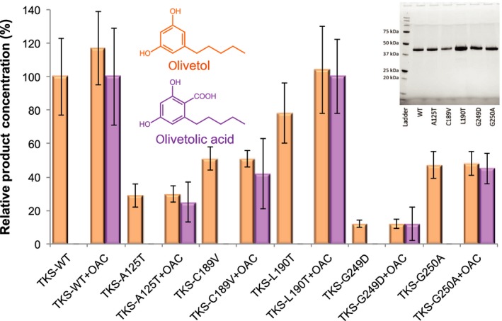 Quantitative LC/MS analysis of wild‐type and variant TKS product profiles from biotransformation reactions with malonyl‐CoA, hexanoyl‐CoA and OAC. Inset: SDS/PAGE analysis of purified wild‐type and variant TKS. Reactions (250 μL) were performed in TKS buffer (25 mm Tris pH 8 containing 150 mm NaCl and 5% glycerol) containing 10 μm hexanoyl‐CoA, 30 μm malonyl‐CoA and 10 μm purified TKS with/without 10 μm OAC for 16 h at 25 °C. The organic soluble intermediates and products of the reactions (200 μL aliquots) were extracted with ethyl acetate (200 μL) and centrifuged at 17 900 g for 10 min to separate the phases. The organic layer was recovered, and the solvent was removed using a centrifugal evaporator. The products were resuspended in 50% (v/v) methanol (150 μL) and analysed by LC/MS. Reactions also produced variable amounts of PDAL and trace levels of HTAL. Data are expressed as relative product concentration compared to wild‐type enzyme ± OAC data run under the same conditions. The data are averages of technical triplicates of biological duplicates in the case of the A125T, C189V and G249D variants or triplicates in the case of the WT, L190A and G250A variants (2–3 protein purification batches), and error bars represent one standard deviation of the data.