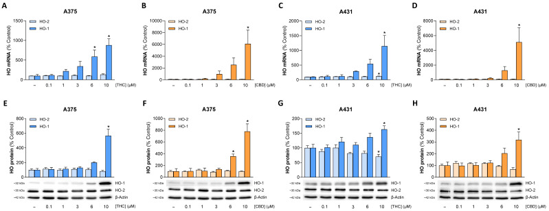 Effect of THC and CBD on the expression of HO-1 and HO-2 at the mRNA (A–D) and protein (E–H) level in A375 and A431 cells. Cells were incubated with THC or CBD at the indicated concentrations for 6 h (A–D) or 24 h (E–H). The values given in the bar charts are based on quantitative RT-PCR (A–D) or densitometric analyses of the blots (E–H). HO mRNA levels were normalized to PPIA mRNA levels and HO protein levels to β-actin. All percentage values shown refer to the respective vehicle control, which was set to 100%. The blots shown are representative. The mRNA and protein data are mean values ± SEM of n = 3 (A–D), n = 7 (E), n = 5 (F) or n = 6 (G,H) independent experiments. * p ≤ 0.05 vs. corresponding vehicle control; one-way ANOVA with Dunnett’s post hoc test.