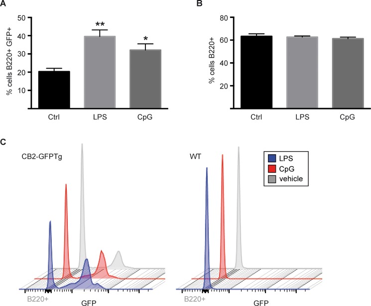 Enhanced GFP expression in stimulated splenic B cells.Splenocytes of WT and CB2-GFPTg mice were stimulated with LPS or CpG and GFP expression was analyzed by flow cytometry. GFP expression is significantly enhanced after stimulation in CB2-GFP mice (a,c) but not in WT mice (a). The number of B220+ cells is not altered by stimulation with LPS or CpG (b). N = 3, all samples were analyzed in triplicates. Data were analyzed by Students T-Test, *p < 0.05, **p < 0.001, to unstimulated genotype control.