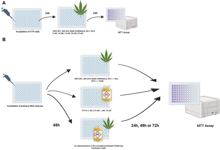 Treatment protocols for studying the viability of the cannabinoids and/or PTX on (A) fibroblasts or (B) DRG neurons were investigated using the MTT test. Viability was assessed at 24 h for fibroblasts and 24, 48, and 72 h post-treatment for neurons.