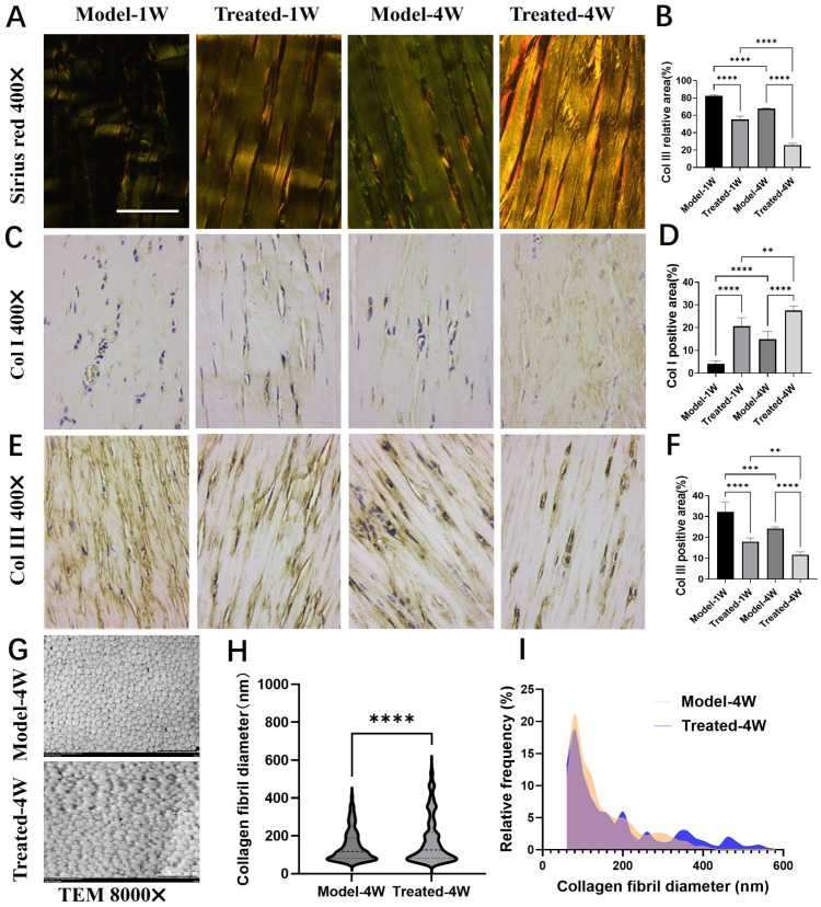 Effects of aucubin on collagen type switching and fibril diameter. (A) Representative Sirius Red-stained tendon sections observed under polarized light. (B) Quantitative analysis of the relative area of green birefringence, indicative of type III collagen (Col III) (n = 6). (C,D) Immunohistochemical (IHC) analysis of type I collagen (Col I): (C) representative images and (D) integrated optical density (IOD) quantification (n = 6). (E,F) IHC analysis of Col III: (E) representative images and (F) IOD quantification (n = 6). (G) Representative transmission electron microscopy (TEM) images of collagen fibrils. (H) Mean collagen fibril diameter and (I) fibril diameter distribution across groups (n ≥ 1500). Scale bars: 100 μm (A,C,E); 2 μm (G). Data are presented as mean ± SD. ** p < 0.01, *** p < 0.001, **** p < 0.0001.
