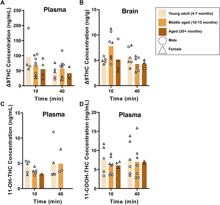 Effects of age on Δ9THC and its metabolite concentrations after smoke exposure in young adult, middle-aged, and advanced age C57BL/6J mice (Experiment 2). There was no main effect of Age on plasma Δ9THC (A), brain Δ9THC (B), or plasma metabolites (C, D). A significant Age × Time interaction in brain Δ9THC concentrations (B), however, revealed that middle aged mice had increased concentrations 10 min post-smoke exposure compared to all other age groups at both time points.
