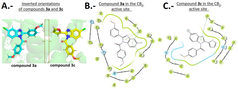 (A). Representation of compounds 3a and 3c with their respective benzo [d]imidazole cores inverted but sharing the same orientation within the CB2 receptor active site. (B). Two-dimensional diagram of CB2 active site and the main interactions with derivative 3a. (C). Two-dimensional diagram of CB2 active site and the main interactions with derivative 3c. The two-dimensional diagrams depict π–π and T-shaped interactions.