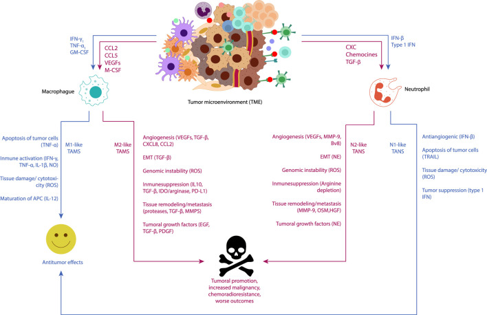 Visual representation of the functions of tumor-associated macrophages (TAMs) and tumor-associated neutrophils (TANs) in cancer-related inflammation underscores their pivotal roles as key regulators of tumor-related inflammatory processes. Neoplastic and stromal cells recruit macrophages and neutrophils to the tumor microenvironment (TME), directing their polarization towards different phenotypes. Macrophages can polarize into an M1-like phenotype with antitumor functions under immunostimulatory cytokines such as IFN-γ and TNF-α, releasing TNF-alpha, ROS, and NO to induce apoptosis and cytotoxicity in cancer cells. Conversely, M2-like macrophages, conditioned by the hypoxic tumor microenvironment and immunosuppressive mediators (IL-10, TGFβ), exhibit pro-tumor functions. M2-like TAMs secrete molecules promoting angiogenesis (CXCL8, VEGF), tumor proliferation (EGF, TGF-β, PDGF), induce epithelial-mesenchymal-transition (EMT) (TGFβ), and continuous matrix remodeling (MMPs, proteases). They also produce various immunosuppressive molecules (IL-10, TGFβ, IDO1/2), which support regulatory T cells. Neutrophils, under TGF-β induction, can polarize into N1 phenotype, whereas under the influence of type I IFNs, they polarize into N2 phenotype. Subsequently, N1 neutrophils could inhibit the development of cancer through tumor cell cytotoxicity, tumor suppression (type 1 IFN), and antiangiogenic effects over the tumor (IFN-β). On the other hand, N2 neutrophils could promote the development of cancer by fostering carcinogenesis and cancer metastasis [MMPs, oncostatin M (OSM), hepatocyte growth factor (HGF)], tumor growth (NE), and cancer angiogenesis [VEGFs, MMP-1, prokineticin 2 (BV8)], as well as suppressing immunity (arginine depletion).