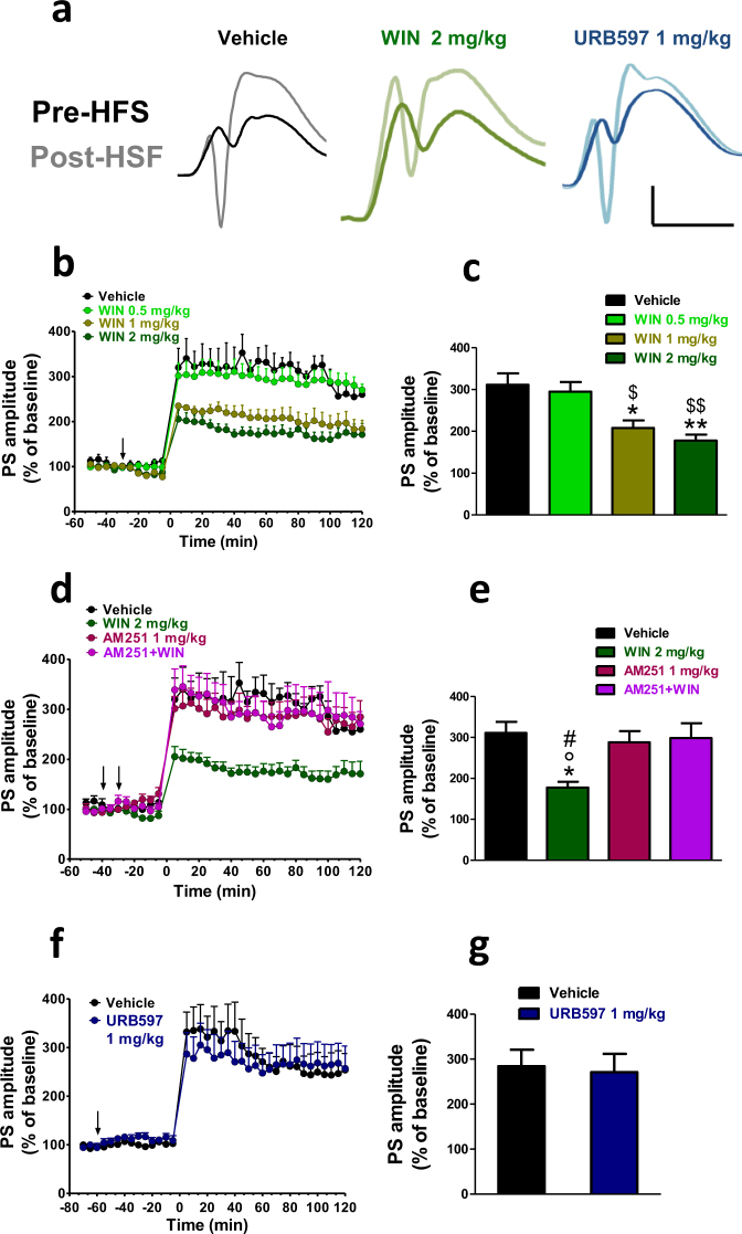WIN but not URB597 impaired the induction of the LTP in naïve rats. In (a) representative DG field potentials in vehicle, WIN (2 mg/kg) and URB597 (1 mg/kg) treated rats at the baseline (dark traces) and 10 min after HFS (light traces). Scale bar = 3 mV and 5 ms. (b,d,f). Time course changes of the average normalized (against baseline) population spike (PS) amplitude before and after HSF-induced LTP. Drugs were administered i.p. at the arrows. The first arrow refers to AM251 injection or its vehicle, while the second arrow refers to either WIN or URB597 administrations or their vehicle. Each point represents the mean ± S.E.M. expressed as a percentage of baseline values. (c,e,g). A combined plot of the averages of the PS amplitude after HFS. Each group is presented as the mean ± SEM. One-way ANOVA followed by Bonferroni’s post-hoc test; *p < 0.05, **p < 0.01 vs vehicle group; $$p < 0.01, $p < 0.05 vs WIN 0.5 mg/kg; #p < 0.05. vs AM251 + WIN 2 mg/kg; °p < 0.05 vs AM251.