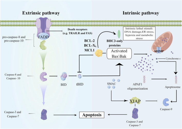The mechanism of cell apoptosis. The extrinsic pathway involves the recruitment and activation of procaspase-8, and activated caspase-8 then directly activates the effector caspases such as caspase-3 to initiate the execution process. The intrinsic apoptotic pathway is mediated by the cleavage of BID (BH3 interacting domain death agonist), a BCL-2 homology 3 (BH3)-only protein. Truncated BID (tBID) subsequently translocates to the mitochondria and activates the BCL-2 family members BAX and BAK. Upon activation, BAX and BAK induce mitochondrial outer membrane permeabilization and the release of proapoptotic mitochondrial contents into the cytoplasm, such as cytochrome c. Released cytochrome c binds APAF1, and APAF-1 recruits procaspase-9 through the CARD-CARD interaction and forms the apoptosome, leading to proximity-induced activation of caspase-9, which in turn cleaves and activates effector caspases (Members of the IAP family including XIAP negatively regulate caspase activation and they can be inactivated by SMAC). APAF1, apoptotic protease activating factor-1; Bax/Bak, a proapoptotic member of Bcl-2 family; BID, BID protein; FADD, Fas associated death domain; MCLl, myeloid cell leukemia-1; MOMP, mitochondrial outer membrane permeabilization; SMAC, second mitochondria-derived activator of caspases; X1AP, X-linked inhibitor of apoptosis protein.