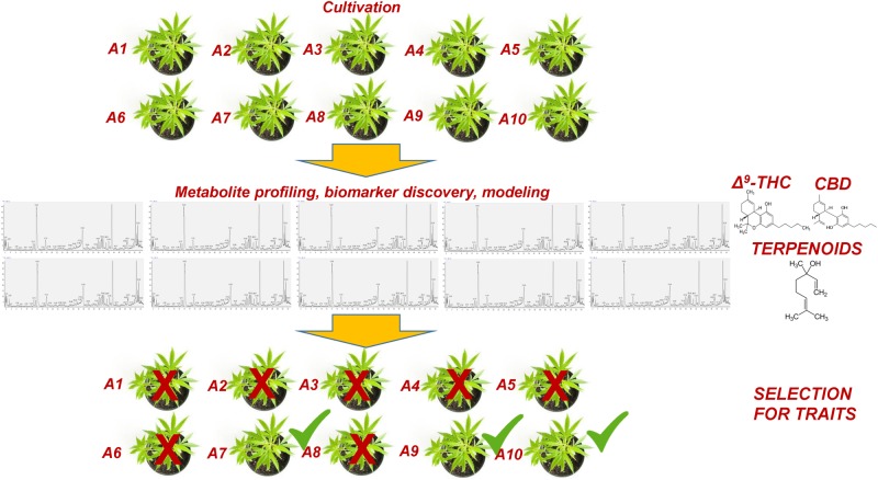 Conceptual pipeline of the biomarker-assisted selection of Cannabis (Cannabis sativa L.) chemovars based on the desired traits, performing metabolomics