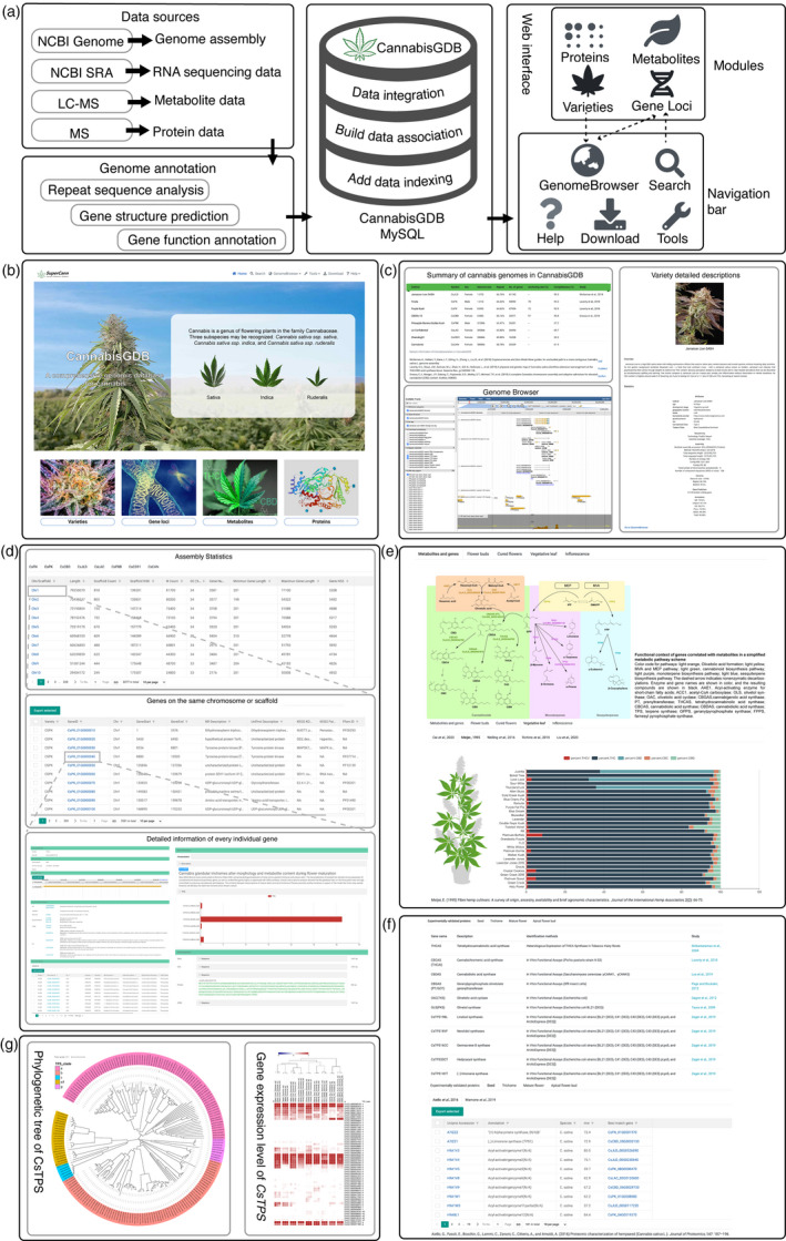 The schematic, screenshots of representative resources and a user case of CannabisGDB. (a) The flow diagram showing design and construction of CannabisGDB. (b)The home page of CannabisGDB. (c)The ‘varieties module’ providing summary of cannabis genomes, detailed information of cannabis varieties and genome browser tool. (d) The ‘gene loci module’ showing detailed information of genes identified in this study. (e) The ‘metabolites module’ providing chemical phenotypes in various cannabis varieties. (f) The ‘proteins module’ presenting information of experimentally identified proteins. (g) A case study for the application of CannabisGDB. Dashed lines indicate linkages between different pages.
