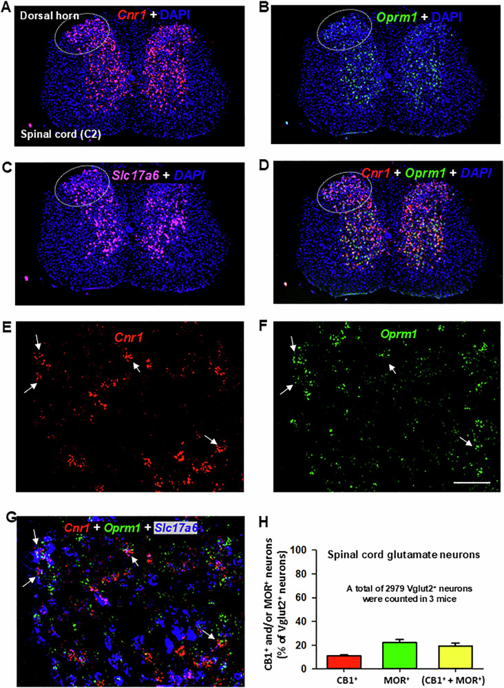 Glutamatergic CB1R and MOR expression and their colocalization in the spinal cord.A–D Representative 4× images showing the mRNA expression of Cnr1 (red) (A), Oprm1 (green) (B), and Slc17a6 (magenta) (C), along with the overlay of Cnr1 and Oprm1 (D). The images illustrate a high density of CB1R and a low density of MOR expression in the spinal dorsal horn. Notably, Vglut2 is also highly expressed in the spinal cord. E–G High-magnification (40×) images, illustrating the distinct cellular distributions of CB1R and MOR, as well as their colocalization in a small population of Vglut2-positive glutamate neurons. H Quantitative cell counting data show that ~20% of Vglut2+ glutamate neurons in the spinal dorsal horn co-express CB1R and MOR. Scale bar: 50 μm.