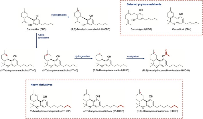 Synthesis and structural formula of HHC as well as structural formulas of selected SSC‐derivatives and selected phytocannabinoids included in the analysis.