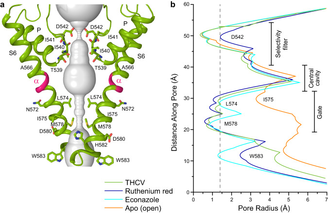 TRPV6THCV Pore.a Pore-forming domain in TRPV6THCV with the residues contributing to pore lining in the THCV-bound (TRPV6THCV), ruthenium red-bound (TRPV6RR), econazole-bound (TRPV6Eco), and apo-state (TRPV6Open) structures shown as sticks. Only two of four subunits are shown, with the front and back subunits omitted for clarity. The pore profile is shown as a space-filling model (gray). The region that undergoes α-to-π transition in S6 is highlighted in pink. b Pore radius for TRPV6THCV (green), TRPV6RR (blue, PDB ID: 7S8B), TRPV6Eco (cyan, PDB ID: 7S8C) and TRPV6Open (orange, PDB ID: 7S89) calculated using HOLE. The vertical dashed line denotes the radius of a water molecule, 1.4 Å.
