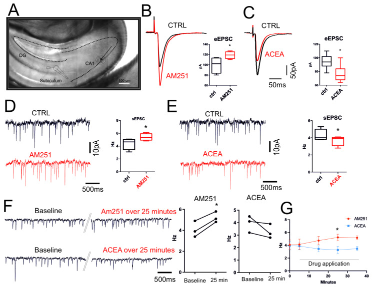 CB1-dependent neurotransmission in ex vivo hippocampus. (A) IR-image of horizontal hippocampal slice used for electrophysiological recordings reporting the place of recordings as well as site of electrical stimulation. (B) Representative traces of evoked EPSCs of subiculum neurons recorded before (black) and after (red) incubation with AM251 (10 µM, 1 h) (p = 0.04). (C) Representative traces of evoked EPSCs of subiculum neurons recorded before (black) and after (red) incubation with ACEA (10 µM, 15 min) (p = 0.02). (D) Representative traces of spontaneous EPSCs recorded before (black) and after (red) incubation with AM251 (10 µM, 1 h) (p = 0.02). (E) Representative traces of spontaneous EPSCs recorded before (black) and after (red) incubation with ACEA (10 µM, 1 h) (p = 0.02). Box plots show that both AM251 and ACEA significantly affect both evoked EPSC amplitude and spontaneous EPSC frequency. Results were obtained from n = 3 mice for AM251, n = 3 mice for ACEA. For each mouse, 4 different hippocampal slices were used. (F) Representative traces of spontaneous EPSCs recorded from single neuron. Traces show event at beginning of the recording (Baseline) and after continuous application of AM251 or ACEA. Double oblique line marks where the single trace has been cut for representation purposes. (G) Plot shows the frequency changes over time triggered by bath application of ACEA and AM251. Statistical analysis was performed with paired or unpaired tests. Error bars represent SEM. * p < 0.05.