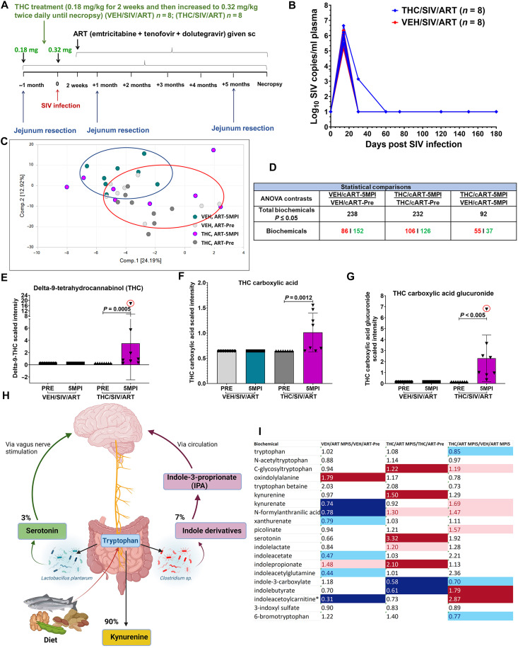 Low-dose THC modulates plasma metabolome and tryptophan metabolism in SIV-infected ART-treated RMs.(A) Study design and experimental timeline. sc, subcutaneously. (B) Plasma viral loads confirming successful viral suppression by ART in VEH/SIV/ART (n = 8) and THC/SIV/ART (n = 8) groups at 5 MPI. (C) PCA of plasma metabolome profiles showing minimal separation in THC/SIV/ART (pink) from preinfection (dark gray) and greater separation in VEH/SIV/ART (green) from preinfection (light gray). (D) Number of significantly increased and decreased metabolites relative to preinfection controls across nine metabolic superpathways. (E to G) Detection of THC (P = 0.0005) (E), THC carboxylic acid (P = 0.012) (F), and THC carboxylic acid glucuronide (P < 0.005) (G) in THC/SIV/ART RMs. (H) Overview of tryptophan metabolism pathway. Created in BioRender. Premadasa, L. (2025) https://BioRender.com/l06l890. (I) Differential regulation of tryptophan metabolites in THC/SIV/ART compared to preinfection and VEH/SIV/ART groups, highlighting significant changes (red: increased, dark blue: decreased, pink: near-significant increase, and light blue: near-significant decrease). A P value of <0.05 was considered significant. A P value between 0.05 and 0.09 was considered close to being significant. Plasma levels of THC metabolites were significant with a false discovery rate (FDR)–adjusted P value of 0.05. Data represent means ± SD.