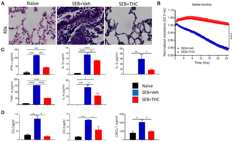 Δ9-Tetrahydrocannabinol(THC) attenuates staphylococcal enterotoxin-B, SEB-induced acute respiratory distress syndrome (ARDS) in mice. For in vivo studies, SEB-mediated ARDS was induced in C3H/HeJ mice, then the mice were treated with either vehicle (Veh) or THC, as described in Methods. For in vitro studies, epithelial cell type II was cultured, and the resistance was measured after adding splenocytes, which were activated with SEB + Veh or SEB+THC. (A): Representative hematoxylin and eosin, H&E images of lung tissue sections. (B): ECIS measurement of epithelial resistance, presented resistance is normalized to a pre-treatment time point for comparison of THC effect on barrier function. (C,D): ELISA quantification of broncho-alveolar lavage fluid (BALF) for cytokines (C) and chemokines (D). Vertical bars show data from 5 mice with mean+/-SEM. Statistical significance is depicted as * p < 0.05, ** p < 0.01, *** p < 0.001, and **** p < 0.0001 between the groups.