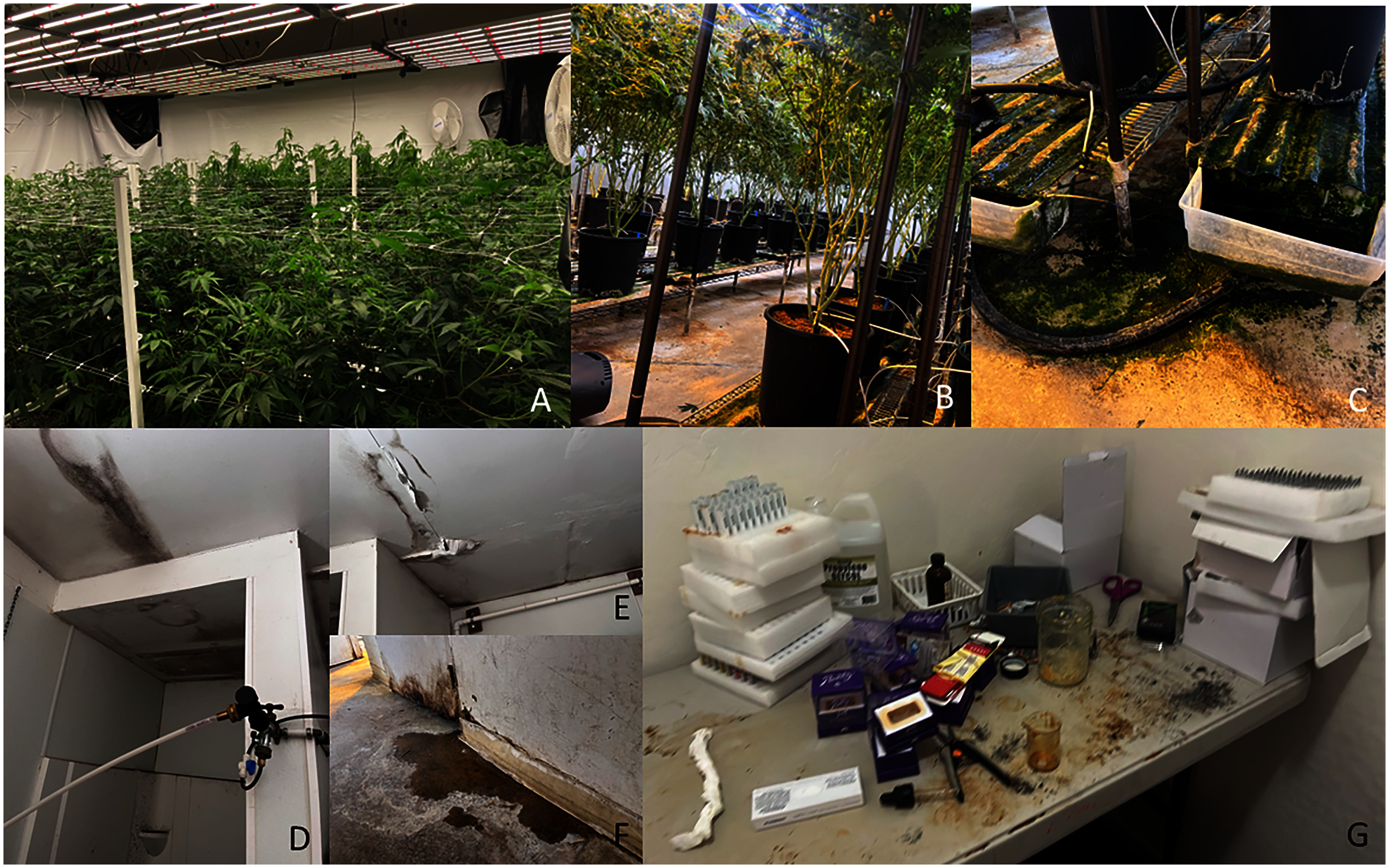 Figures 1A to 1G are a collage of seven photographs displaying cannabis plants, polluted water pans, algal development, water damage and black mold on the ceiling, walls, and door, and packaging of illicit cannabis items.