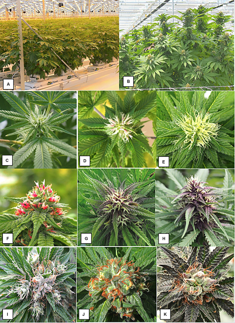 The production system for marijuana plants based on vegetatively propagated plants that are first grown under a 24 h photoperiod for 4 weeks and then switched to a 12 h dark:12 h light regime. (A) The plants have just been “flipped” to the reduced lighting regime following vegetative growth. (B) Development of large terminal inflorescence clusters in strain “Hash Plant” that extend to a 1 m height above the canopy. (C–K) Sequential progression of development of pistillate inflorescences on female plants of marijuana grown under indoor conditions. (C) Young terminal inflorescence with white hair-like stigmas. (D) More advanced inflorescence with yellowish-white clusters of stigmas. The stigmas are bifurcate at the tips. (E) Fully developed inflorescence. (C–E) Are of strain “Hash Plant.” (F–H) Are of strain “Purple God” that produces anthocyanin pigmentation. (F) Young terminal inflorescence with developing hair-like stigmas. (G) More advanced inflorescence with yellowish-white clusters of stigmas. Subtending bracts have accumulated a purple pigment. H) Fully developed inflorescence. (I–K) Show stages of maturation of inflorescence. Maturation is characterized by the curling and browning/reddening of the stigmas and swelling of the carpels. (I) Early. (J) Mid. (K) Late. This flower bud is close to harvest and the carpels have swollen.