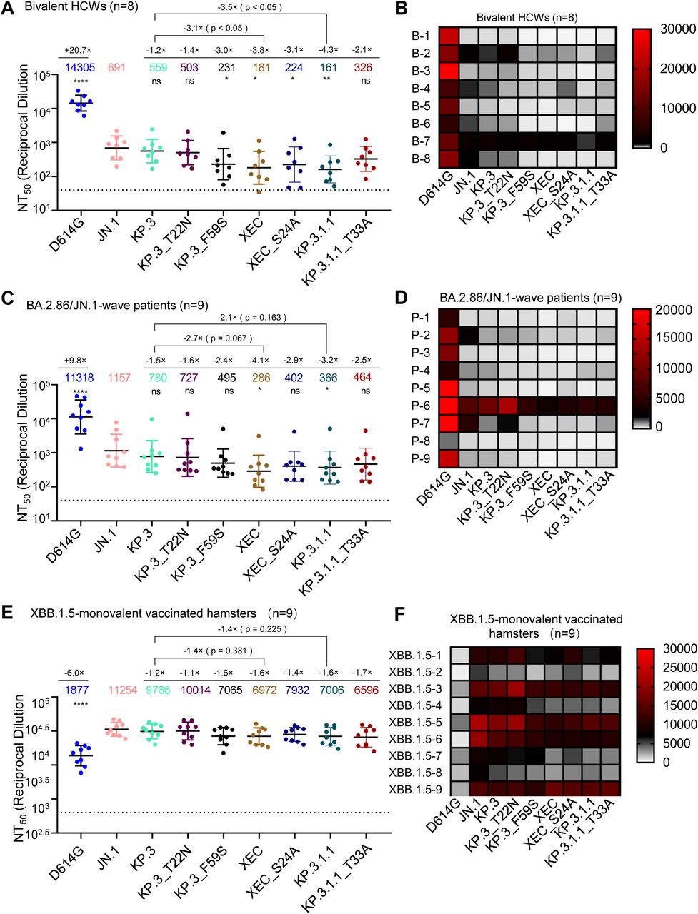 XEC exhibits strong nAb escape.NAb titers were determined using a HIV-1 pseudotyped vector neutralization assay for three cohorts of sera. (A-B) OSU Wexner Medical Center healthcare workers that received 3 doses of monovalent (WT) mRNA vaccine and 1 dose of bivalent (WT + BA.4/5) mRNA vaccine (n=8). (C-D) COVID-19 patients at the OSU Wexner Medical Center that were admitted during the BA.2.86/JN.1 wave of infection in Columbus, OH (n=9). (E-F) Golden Syrian hamsters vaccinated twice with a monovalent, recombinant Mumps XBB.1.5 mRNA vaccine (n=9). (A, C, and E) Plots represent geometric mean nAb titers at 50% (NT50) with standard error. Geometric mean values are listed at the top of the plots and significance was determined in comparison to JN.1 unless otherwise noted. Fold changes relative to JN.1 are listed above the geometric mean values. (B, D, and F) Heatmaps depicting the nAb titers for each individual in each cohort. Significance was determined in (A, C, and E) using log10 transformed NT50 values using repeated measures one-way ANOVA and represented as ns p > 0.05, *p < 0.05, and ****p < 0.0001.