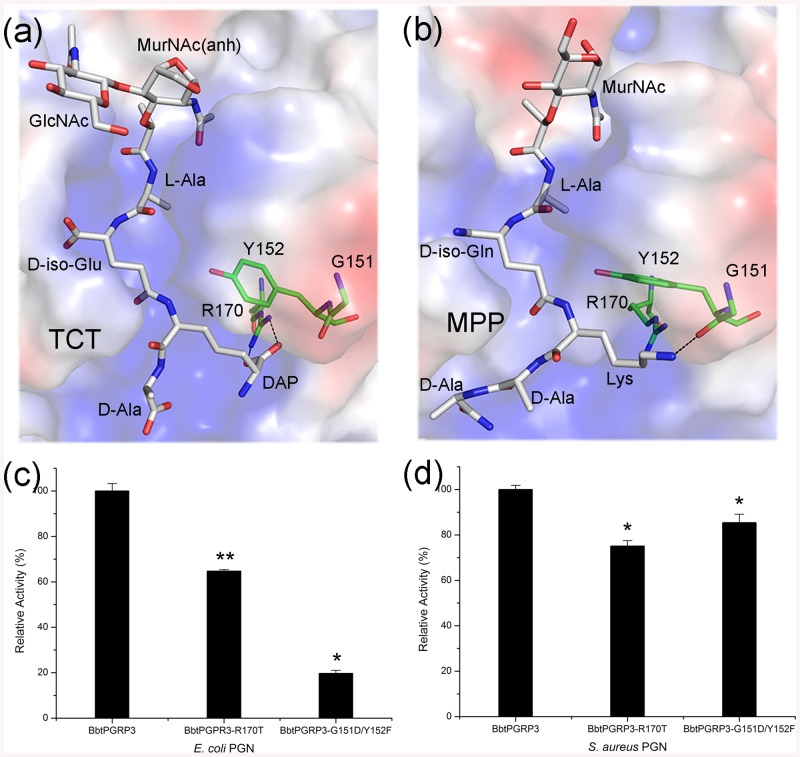 The G/Y/R motif and amidase activity.Docking models of (a) TCT or (b) MPP binding to the PGRP domain. TCT and MPP are colored in white, whereas the interacting residues are colored in green. Reactions containing RBB-labeled (c) E. coli PGNs or (d) S. aureus PGNs were incubated with wild-type BbtPGRP3, the R170T and G151D/Y152F mutants, respectively. Undigested PGNs were pelleted by centrifugation and the absorbance of the supernatants at 595 nm were determined. Results of activity are expressed as the percentage to the wild-type. The values are expressed as mean values ± SD of three independent experiments. All data were analyzed by t-test, and the statistical significance of the differences between experimental and a control group is shown with asterisks (*P<0.01, **P<0.005).
